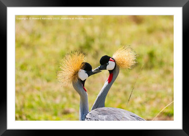 Courting Grey-Crowned Cranes Framed Mounted Print by Howard Kennedy