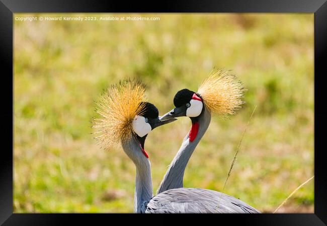 Courting Grey-Crowned Cranes Framed Print by Howard Kennedy