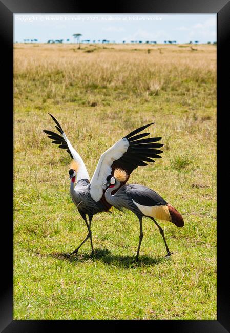Courting Grey-Crowned Cranes Framed Print by Howard Kennedy