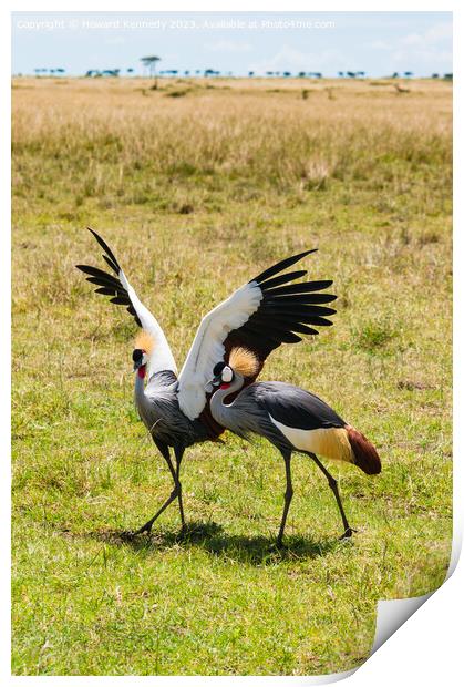Courting Grey-Crowned Cranes Print by Howard Kennedy