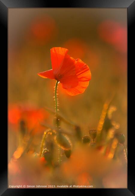 A close up of a poppy flower Framed Print by Simon Johnson