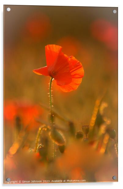 A close up of a poppy flower Acrylic by Simon Johnson