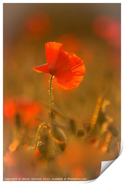 A close up of a poppy flower Print by Simon Johnson