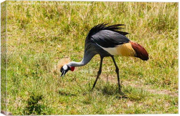Grey-Crowned Crane Canvas Print by Howard Kennedy
