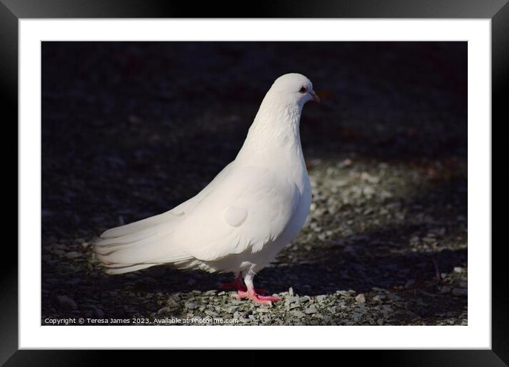 White dove Framed Mounted Print by Teresa James
