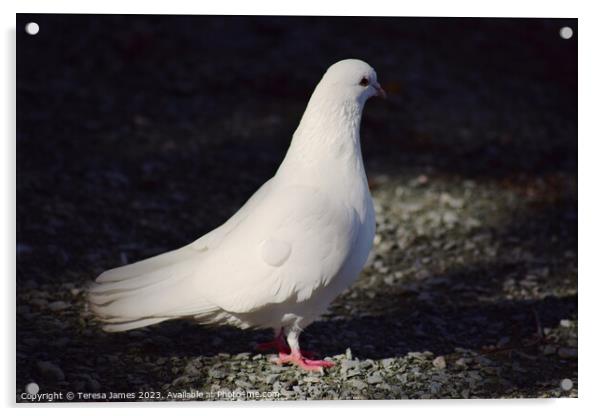 White dove Acrylic by Teresa James