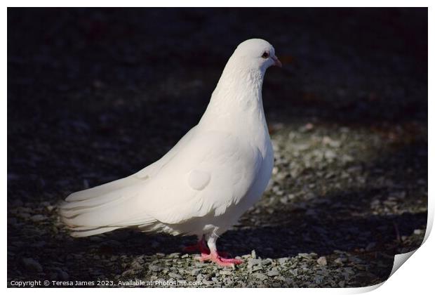White dove Print by Teresa James