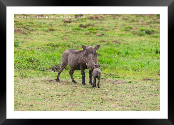 Warthog Mother with Hoglet Framed Mounted Print by Howard Kennedy