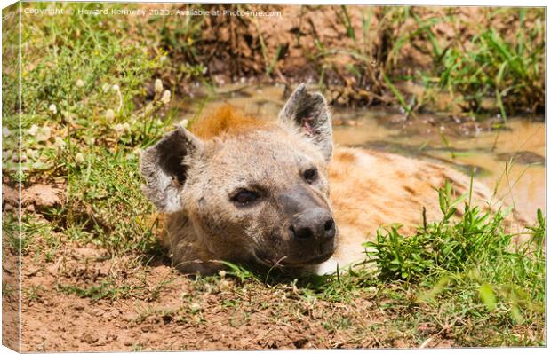 Spotted Hyena basking in a muddy pool Canvas Print by Howard Kennedy