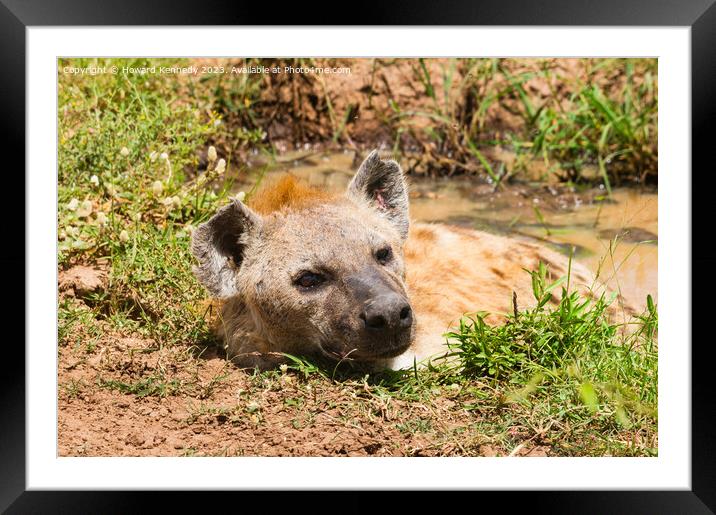 Spotted Hyena basking in a muddy pool Framed Mounted Print by Howard Kennedy