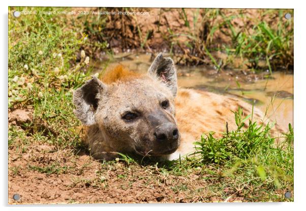 Spotted Hyena basking in a muddy pool Acrylic by Howard Kennedy