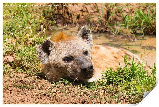 Spotted Hyena basking in a muddy pool Print by Howard Kennedy