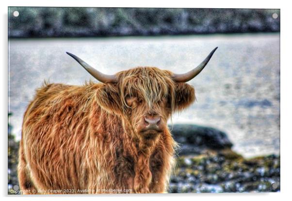 Highland Cow Acrylic by kelly Draper