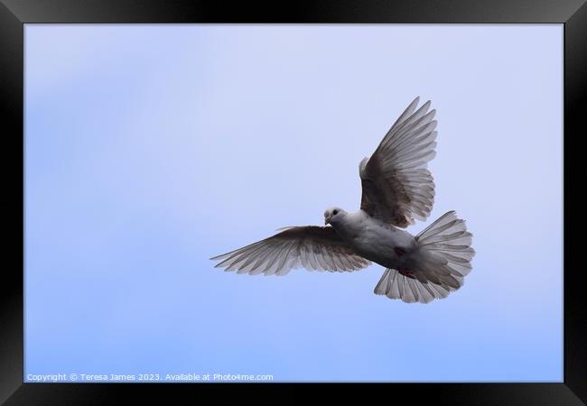 white dove in flight  Framed Print by Teresa James