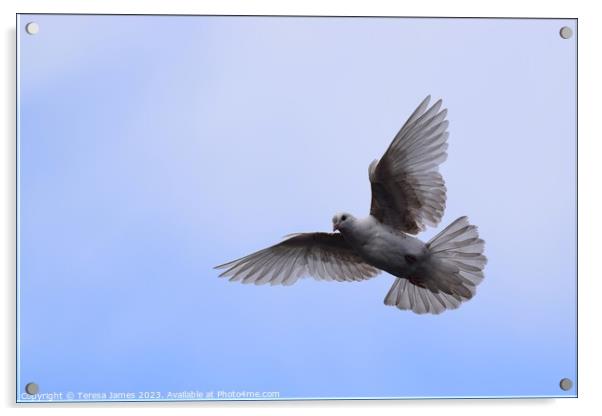 white dove in flight  Acrylic by Teresa James