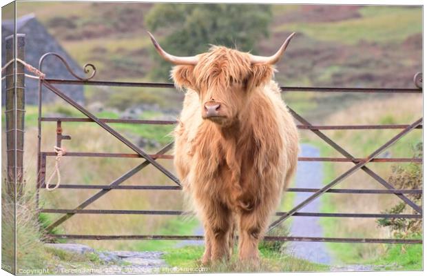 A highland cow is standing in front of a gate Canvas Print by Teresa James