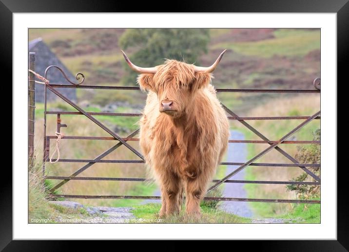 A highland cow is standing in front of a gate Framed Mounted Print by Teresa James