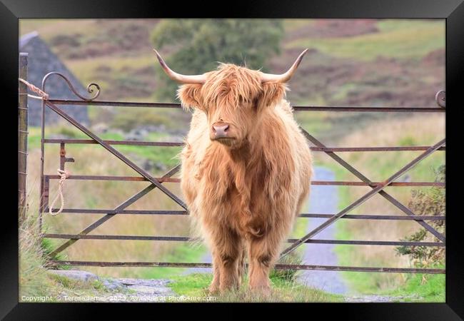 A highland cow is standing in front of a gate Framed Print by Teresa James