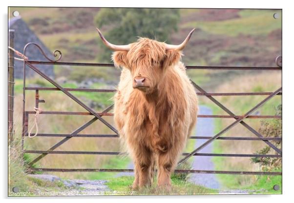 A highland cow is standing in front of a gate Acrylic by Teresa James