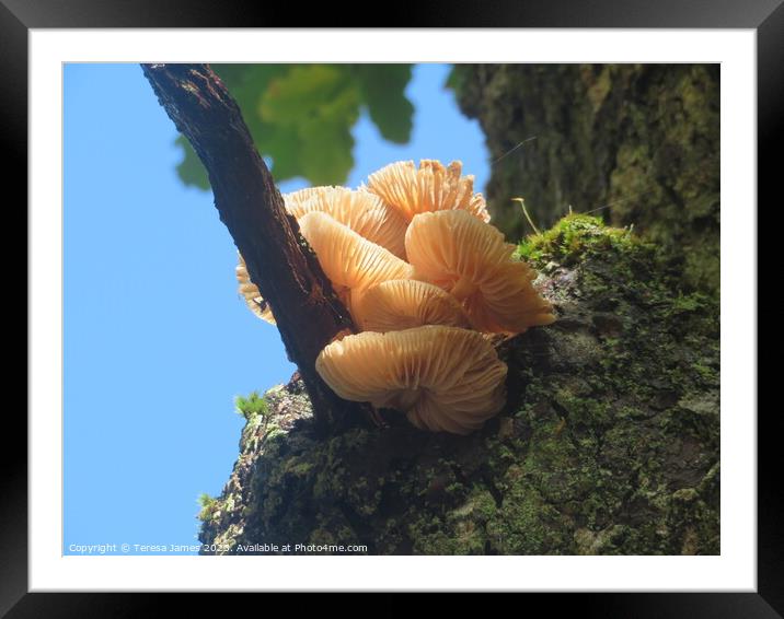 Mushroom in a tree  Framed Mounted Print by Teresa James