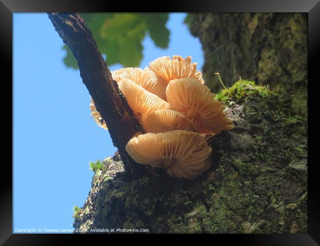Mushroom in a tree  Framed Print by Teresa James