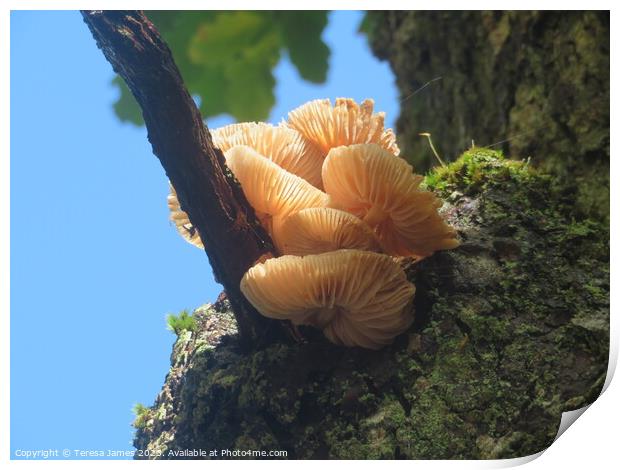 Mushroom in a tree  Print by Teresa James
