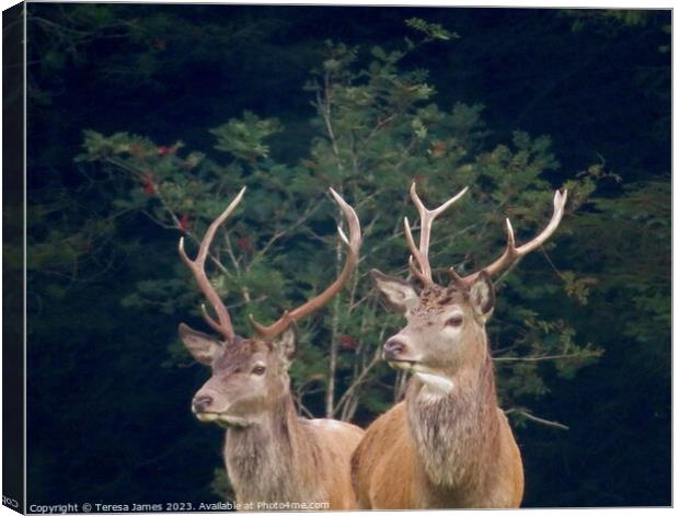 Two Stags  Canvas Print by Teresa James
