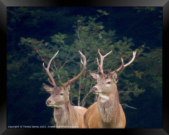 Two Stags  Framed Print by Teresa James
