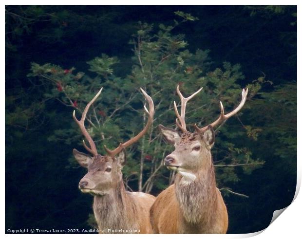 Two Stags  Print by Teresa James