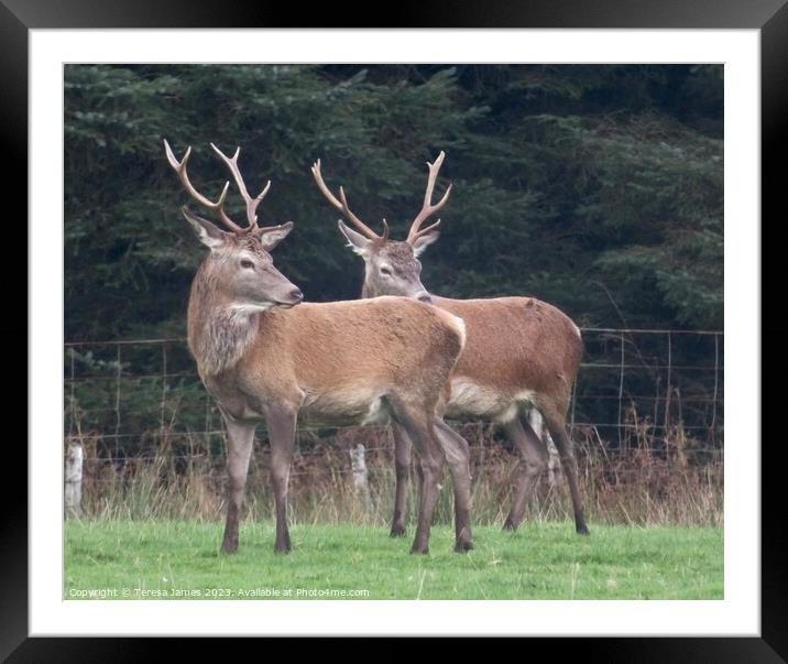 two young stags in a field Framed Mounted Print by Teresa James