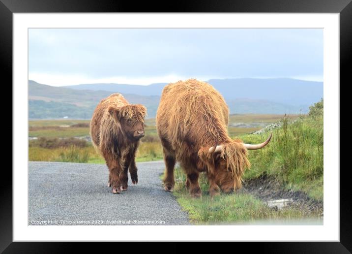 Highland cow and calf standing on a mountain road Framed Mounted Print by Teresa James