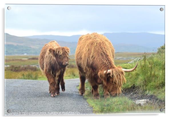 Highland cow and calf standing on a mountain road Acrylic by Teresa James