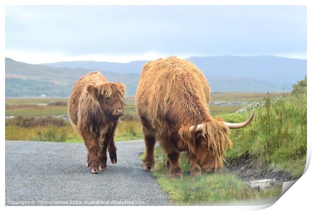 Highland cow and calf standing on a mountain road Print by Teresa James