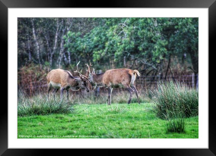 young stags rutting Framed Mounted Print by kelly Draper