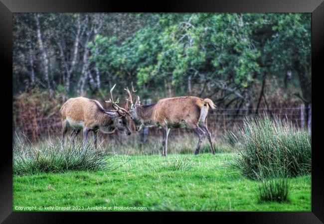 young stags rutting Framed Print by kelly Draper