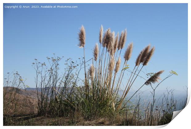 Salt Point State Park California Print by Arun 