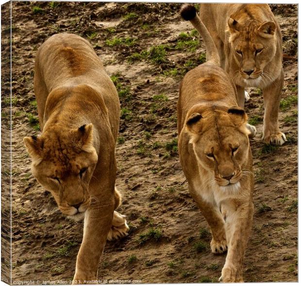 Lions in Sync  Canvas Print by James Allen