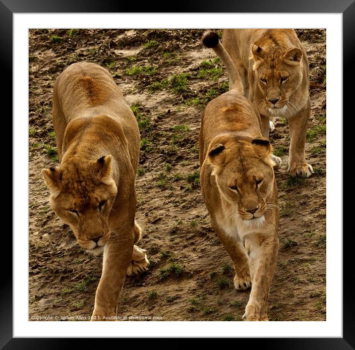 Lions in Sync  Framed Mounted Print by James Allen