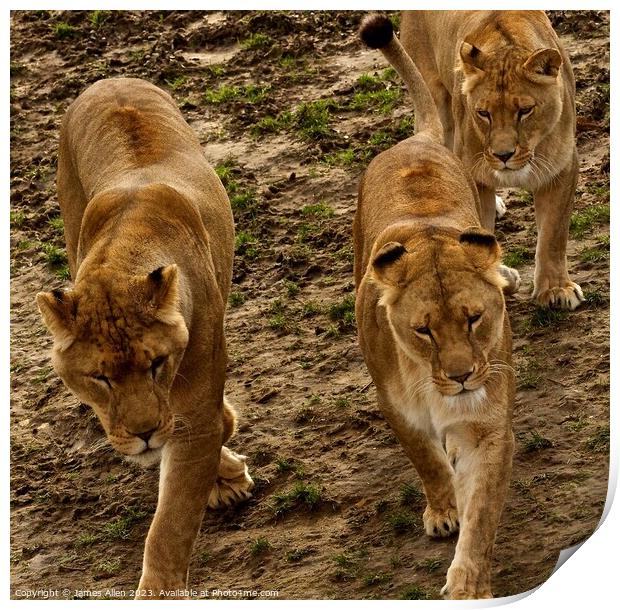 Lions in Sync  Print by James Allen