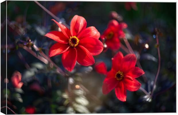 Dancing Red Dahlias Canvas Print by Alison Chambers
