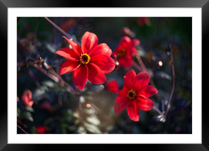 Dancing Red Dahlias Framed Mounted Print by Alison Chambers