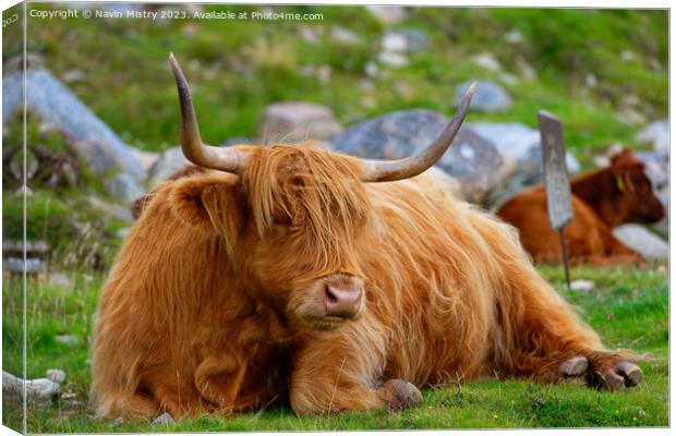 A resting Highland Cow, Isle of Harris Canvas Print by Navin Mistry