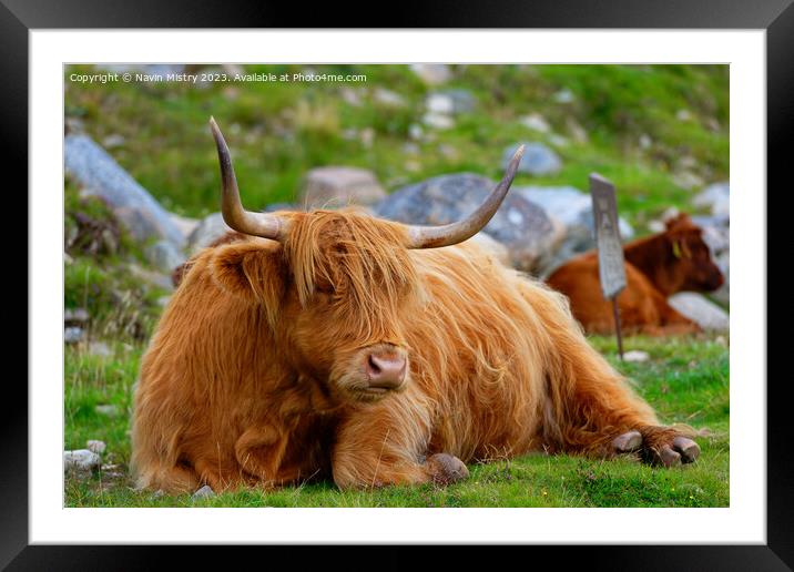 A resting Highland Cow, Isle of Harris Framed Mounted Print by Navin Mistry