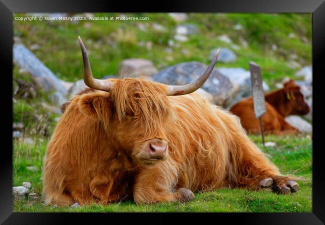 A resting Highland Cow, Isle of Harris Framed Print by Navin Mistry