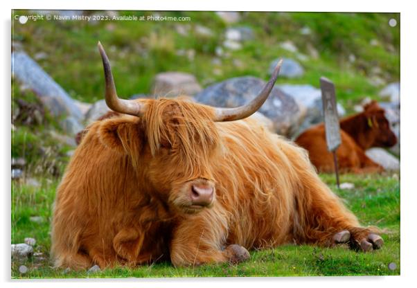 A resting Highland Cow, Isle of Harris Acrylic by Navin Mistry
