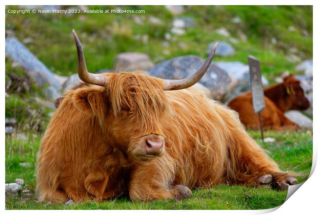 A resting Highland Cow, Isle of Harris Print by Navin Mistry