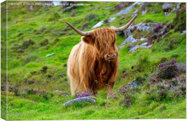 Highland Cow Isle of Harris Canvas Print by Navin Mistry