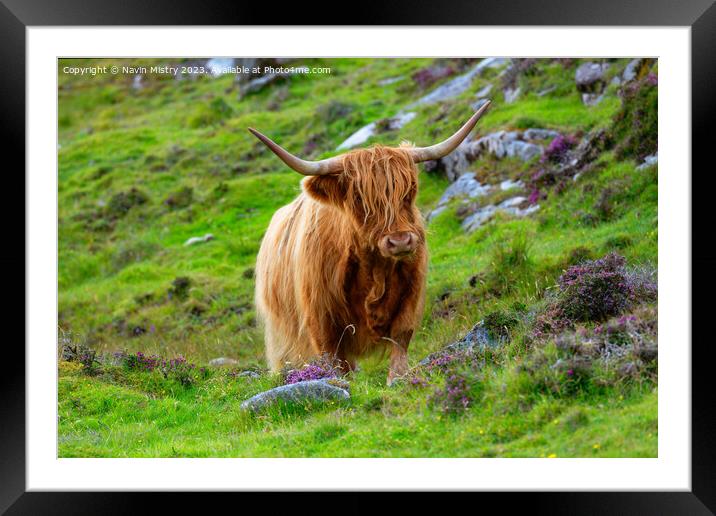 Highland Cow Isle of Harris Framed Mounted Print by Navin Mistry