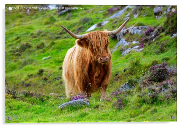 Highland Cow Isle of Harris Acrylic by Navin Mistry
