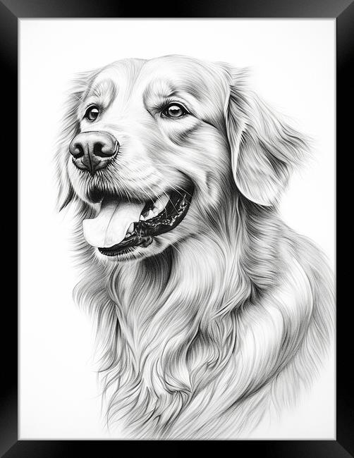 Pencil Drawing Golden Retriever Framed Print by Steve Smith